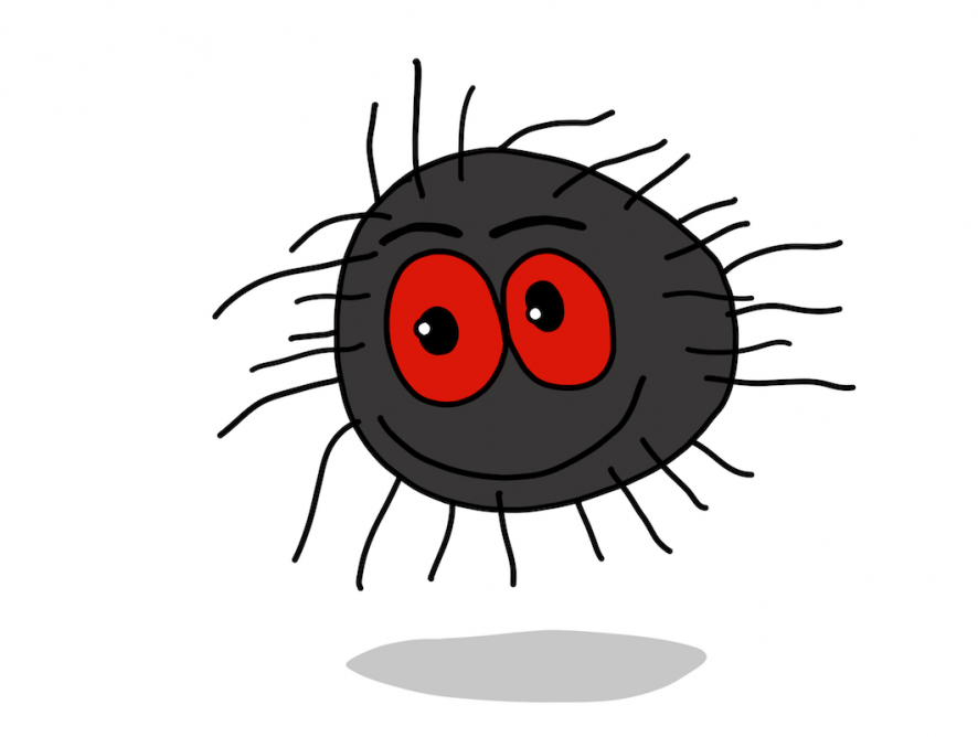 Tusacutusa Spider